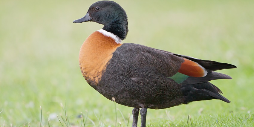 Male Australian Shelduck standing, dark head with white neck ring and chestnut breast.