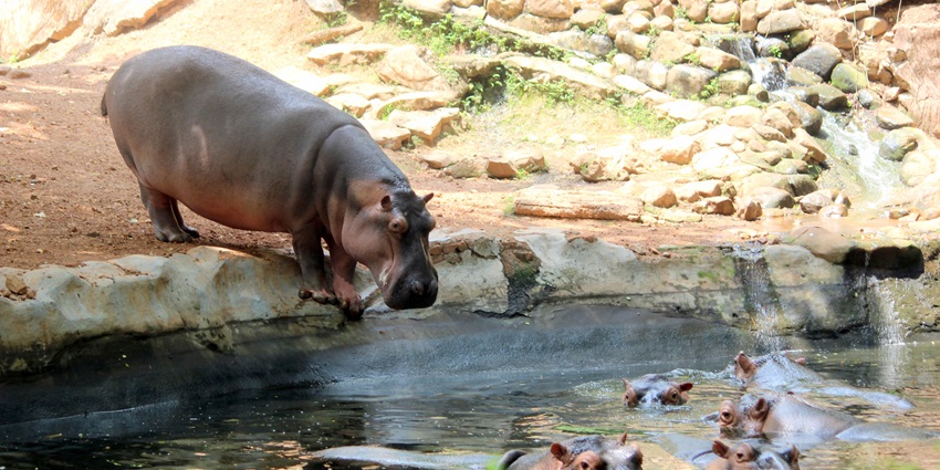 Image of a Hippopotamus drinking water from the pond in Thiruvananthapuram Zoo