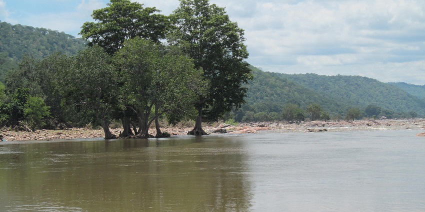 Thorangtlang Wildlife Sanctuary has the only ape species known in India, Hoolock Gibbons.