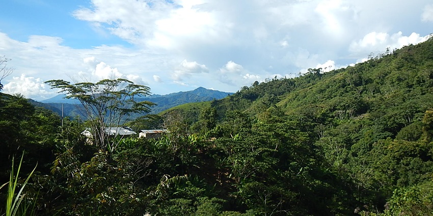 Beautiful snapshot of the Forest and natural park covered in green lush vegetation