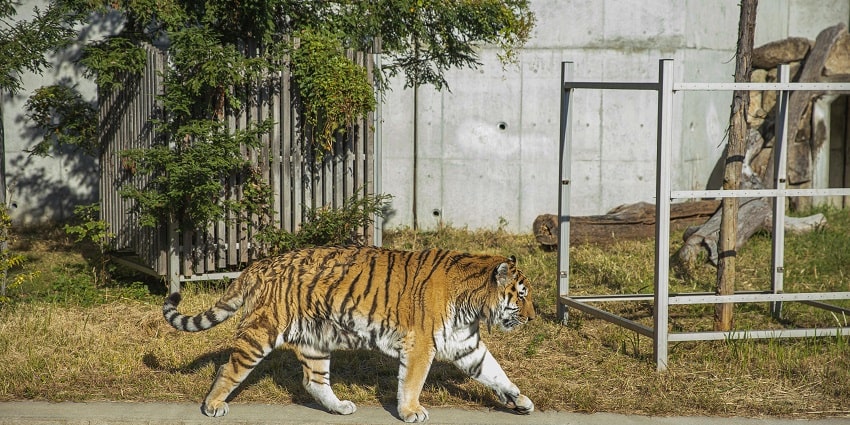 An image of a tiger roaming around in a national park on a sunny day in the summer season.