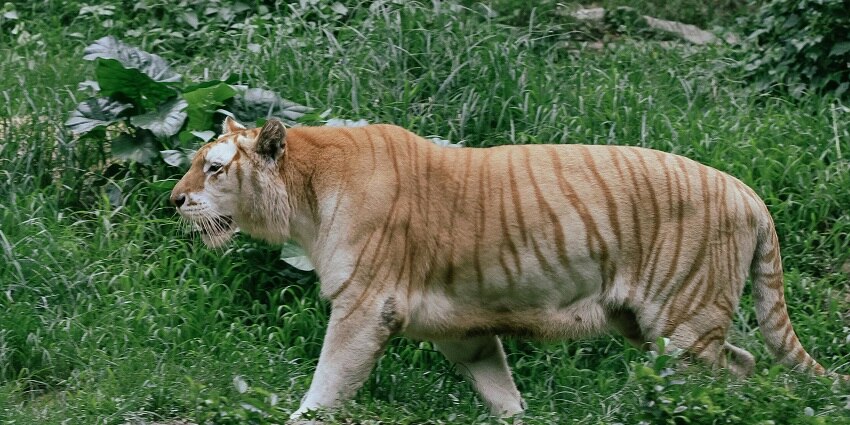 Beautiful Tiger walking on a grass field in the vicinity of the Dampha tiger reserve forest