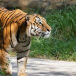 A picture of a tiger roaming on a road in a wildlife sanctuary in Karnataka, India.