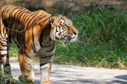 A picture of a tiger roaming on a road in a wildlife sanctuary in Karnataka, India.