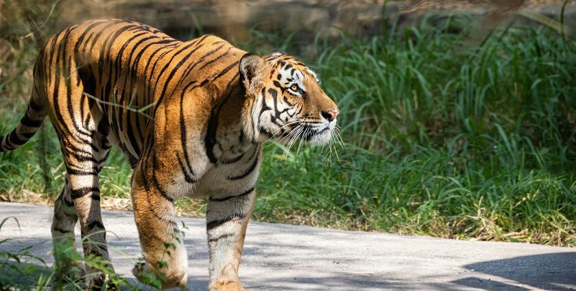 A picture of a tiger roaming on a road in a wildlife sanctuary in Karnataka, India.