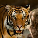 A focused view of a fierce tiger in a forest looking into the camera during the daytime.