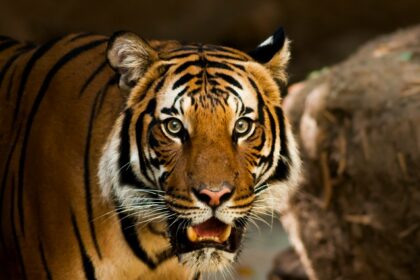 A focused view of a fierce tiger in a forest looking into the camera during the daytime.