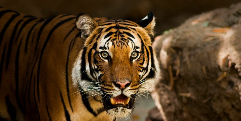 A focused view of a fierce tiger in a forest looking into the camera during the daytime.