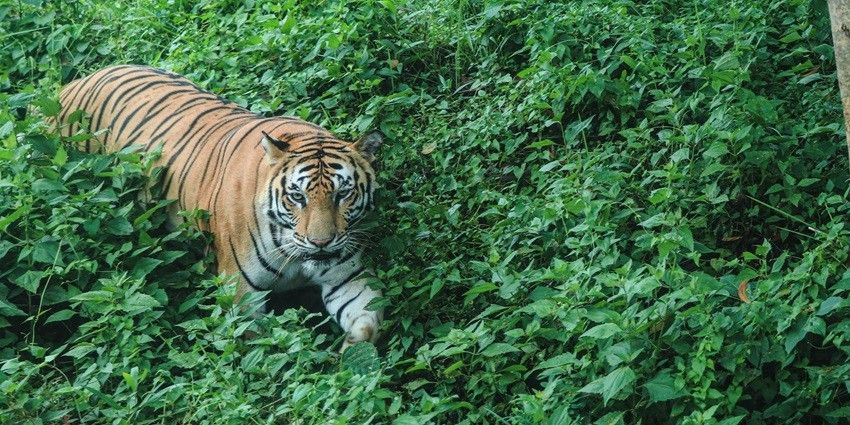 Bengal safari park offers fantastic jeep safari rides with exotic species of fauna.