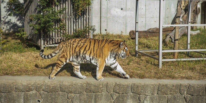 Snapshot of majestic tiger walking in its natural habitat in Pakhui Wildlife Sanctuary