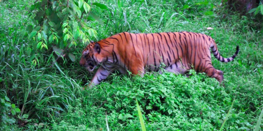 A royal Bengal tiger walking in its natural habitat somewhere in the national Park