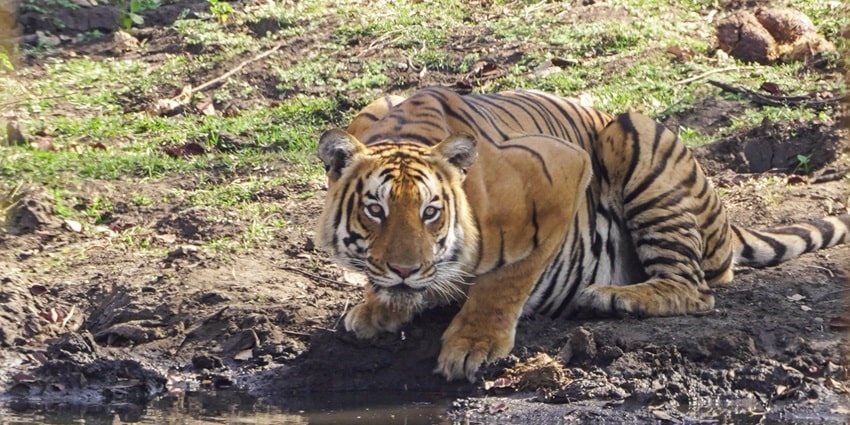 Kathlour wildlife sanctuary is abode to a diverse range of wildlife and avifauna for tourists to witness