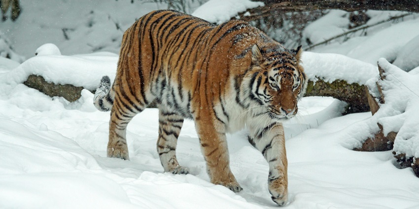 Beautiful snapshot of a majestic tiger in the snow-laden Dibang Wildlife Sanctuary