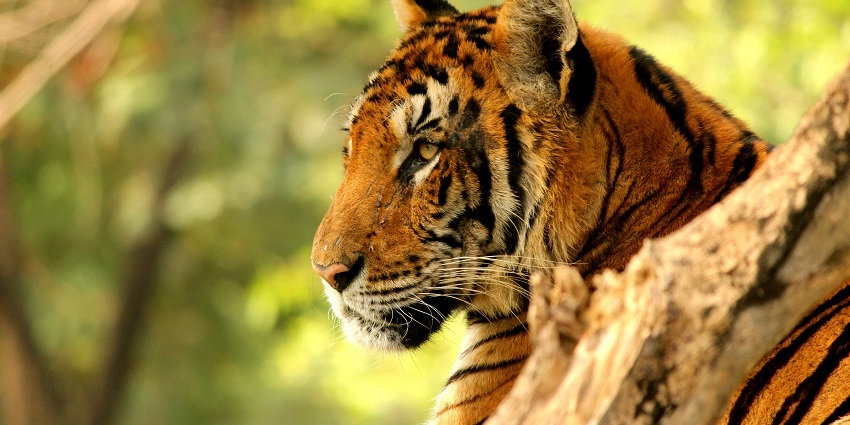 This tiger zoo, one of the best Bangkok zoos, provides a natural breeding ground for tigers.