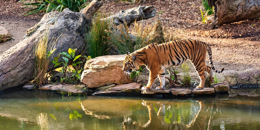 Majestic image of a beautiful royal Bengal Tiger by the pond in its natural habitat