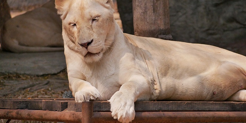 White lioness resting in her enclosure at Chiang Mai Zoo, surrounded by lush greenery.