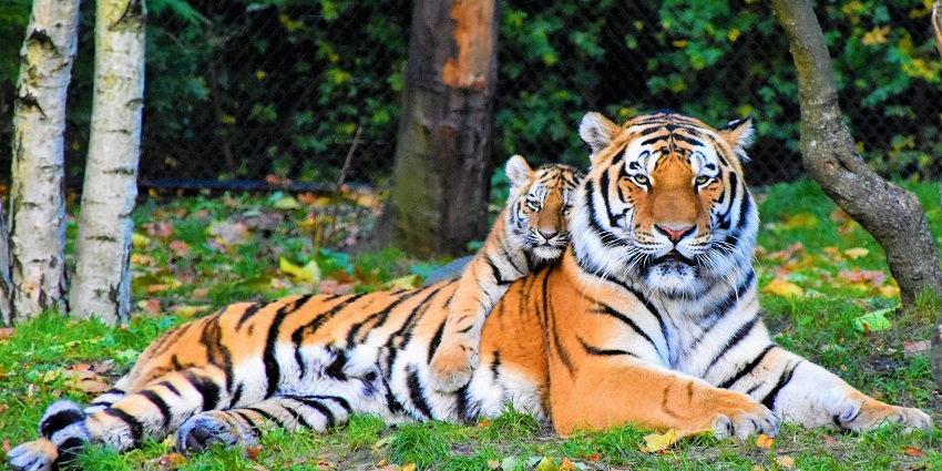 Tiger and cub lounging together in a lush, green environment, showcasing their bond.
