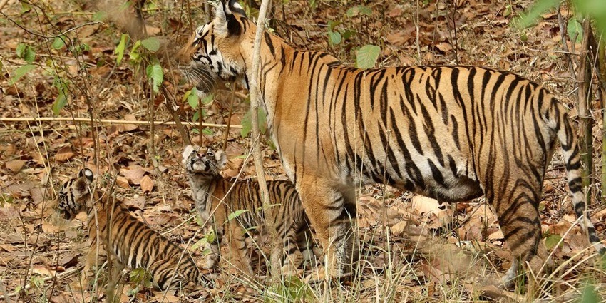 Tigress with cubs, tenderly nurturing her young in a lush forest, showcasing wildlife care.