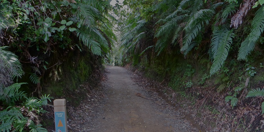 View of a trekking route at the Timber Trail, surrounded by lush green trees & plants