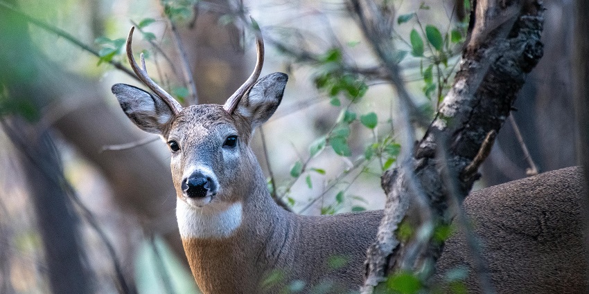 Tirthan Wildlife Sanctuary is one of the famous wildlife sanctuaries in Himachal Pradesh.