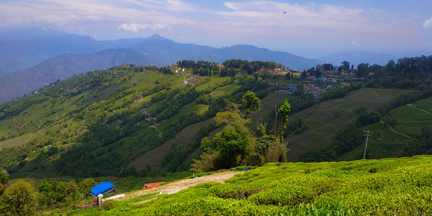 Image of a picturesque Tea Estate somewhere in the state- Things to do in Jorhat