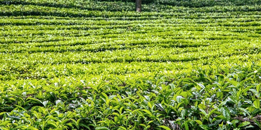 Explore the Tocklai Tea Research Institute to learn tea cultivation and processing.