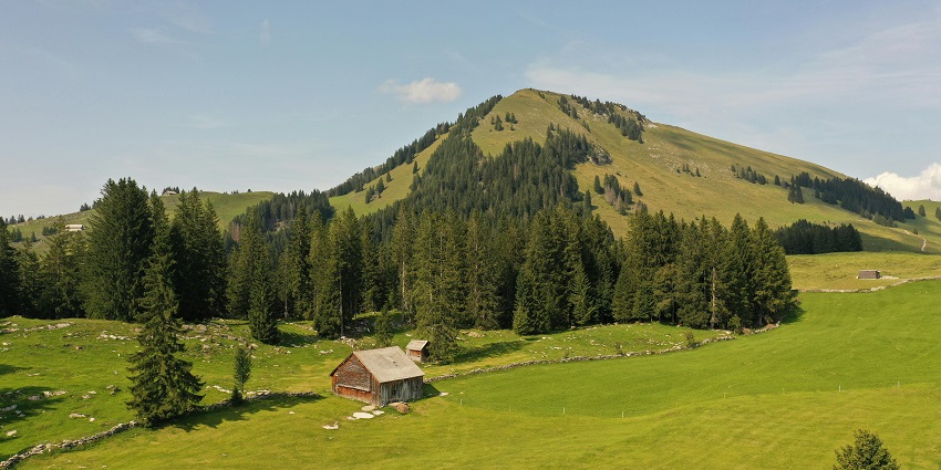 A view of rolling fields decked with lush green pine trees and a quaint house in Tonglu.