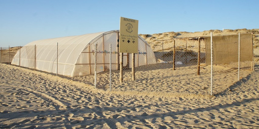 Tortoise Protection Area with tortoises roaming freely in a natural, secure habitat.