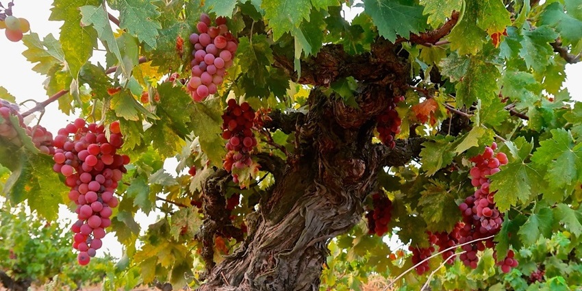 Massive, bright pink bunches of Flame Tokay grapes hang on an ancient vine at the Grape Vineyard