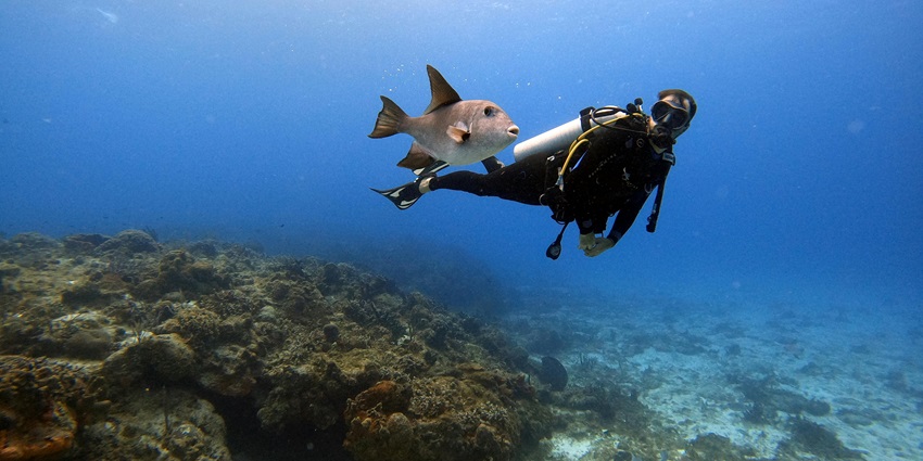 This activity is a must- try on your coastal escapade to Bangkok to explore the underwater world