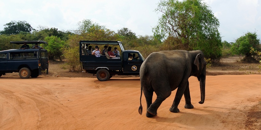Elephants include a whole lot of national parks, a major attraction for all wildlife lovers.