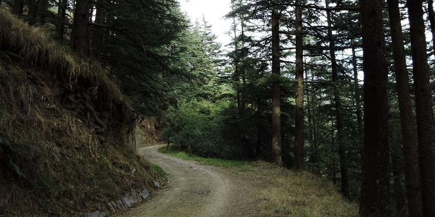Chail Wildlife Sanctuary one of the best places to visit in Chail for the wildlife enthusias