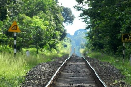 Gibbon wildlife sanctuary is the perfect place to visit in Jorhat for wildlife enthusiasts