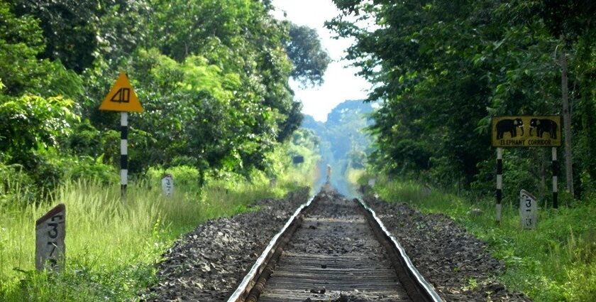 Gibbon wildlife sanctuary is the perfect place to visit in Jorhat for wildlife enthusiasts