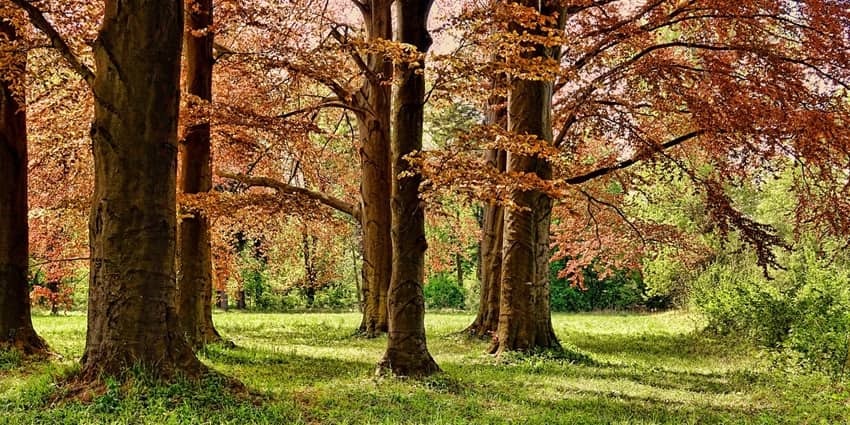 Snapshot of the beautiful tree park and the garden under the sunny sun in New Delhi
