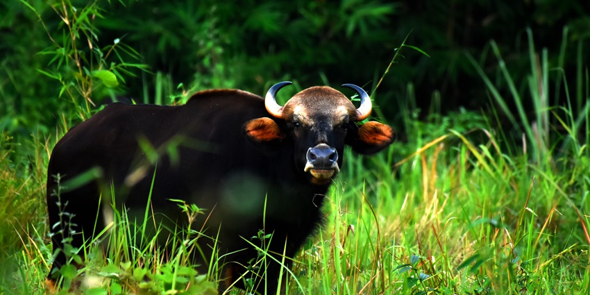 Explore the diverse flora and fauna at the famous Tripura’s Trishna Wildlife Sanctuary.