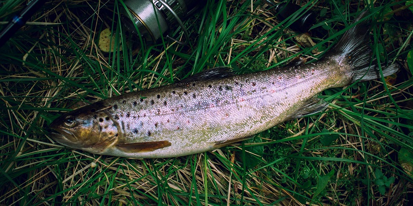 Trout Fish is another flavourful food item that is quite popular among non-vegetarians.