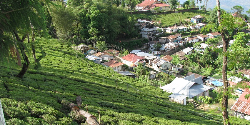 A view of lush green Tukvar Tea Garden, an amazing spot for paragliding in Darjeeling.