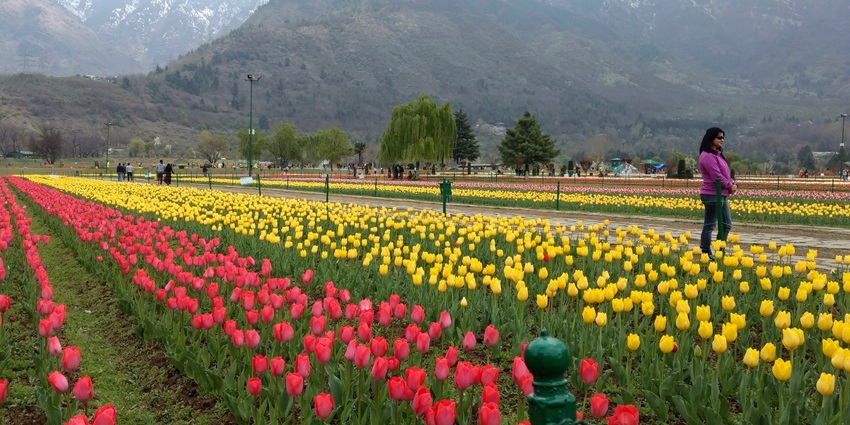Tulip Garden in Srinagar is filled with a variety of tulips in different colours that lend a magical sight