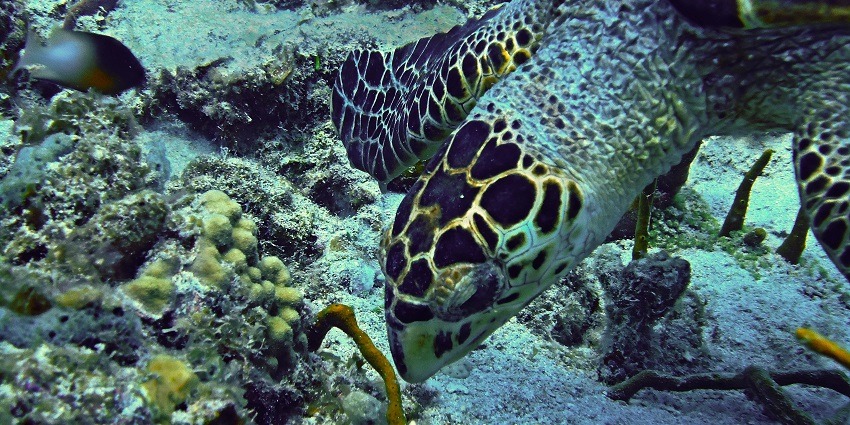 A couple of sea turtles swimming over a vibrant coral reef, highlighting the marine life in Phu Quoc.