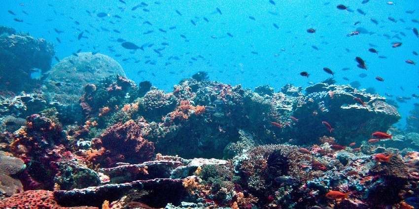 A picture of a turtle point underwater with coral reefs and fish