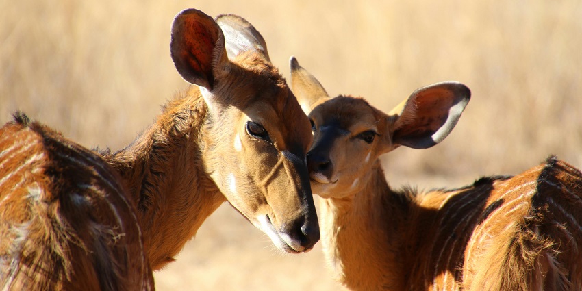 Two beautiful deer playing - Daying Ering Wildlife Sanctuary in Pasighat is a must-visit.