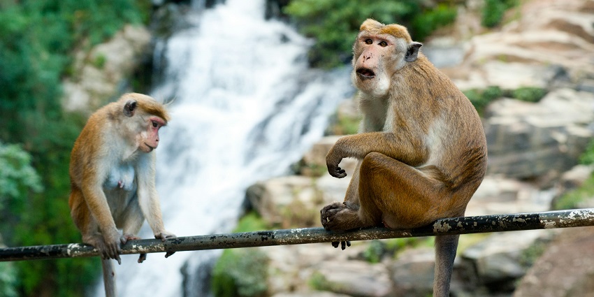 Image of Two Brown Monkeys playing on the relling - Garbhanga Forеst Rеsеrvе.