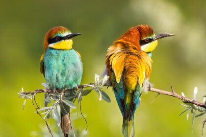 Home to a diverse set of flora and fauna, this place houses some exquisite bird species.