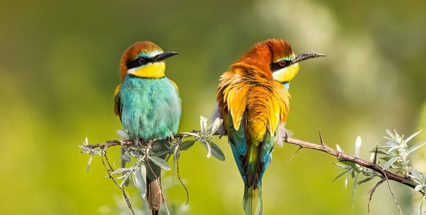 Home to a diverse set of flora and fauna, this place houses some exquisite bird species.