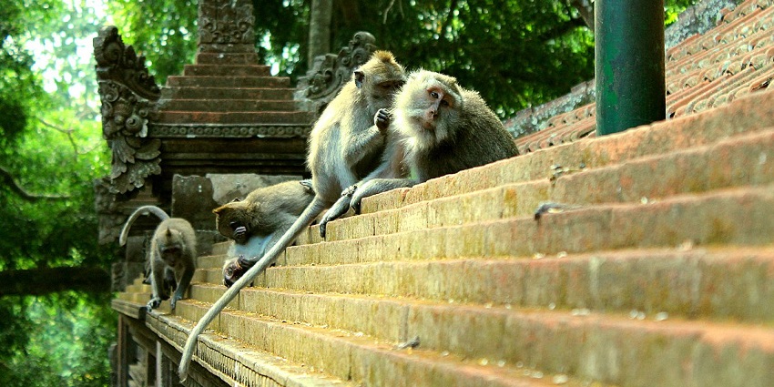 A picture of monkeys sitting on a wall captured while enjoying jungle safari in Bali
