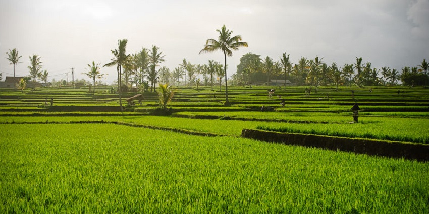 Beautiful snapshot of the enchatiing rice field and the trek for trekking in Bali