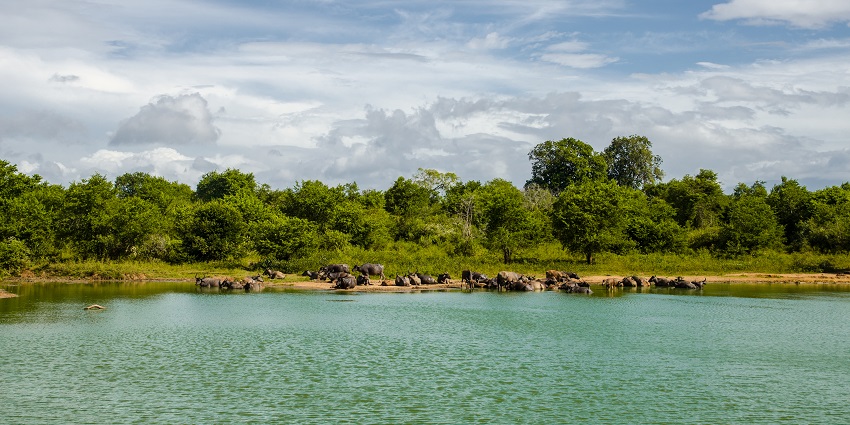 Udawalawe National Park is the ideal sight for an exciting night safari in Sri Lanka