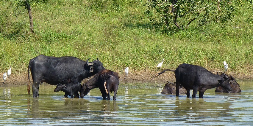 Udawalawe National Park is one of the best national parks in Sri Lanka and a must-visit.