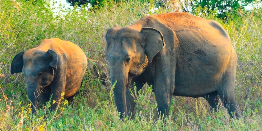 Elephants in Udawalawe National Park, a popular spot for family wildlife tours.